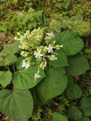Clerodendrum infortunatum