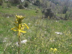 Asphodeline lutea