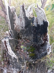 Eucalyptus marginata marginata