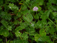 Valeriana himalayana