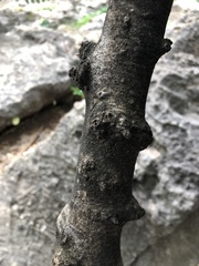 Celtis sinensis