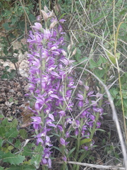 Cephalanthera kurdica
