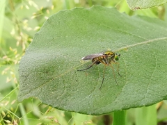 Poecilobothrus nobilitatus