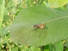 Poecilobothrus nobilitatus