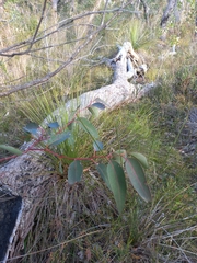 Eucalyptus marginata marginata