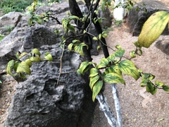 Celtis sinensis