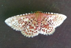 Aglaopus gemmulosa