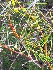 Gompholobium venustum