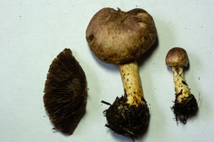Agaricus kerriganii