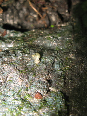 Stomacosmethis perakensis