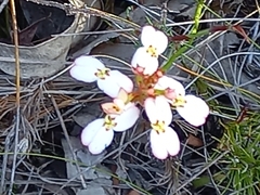 Stylidium junceum