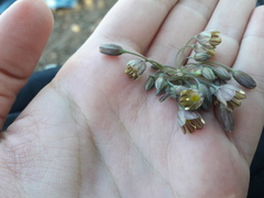 Allium tardiflorum