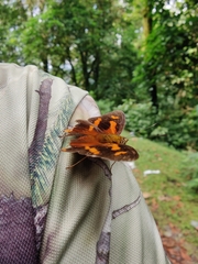 Symbrenthia hypselis