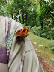 Symbrenthia hypselis