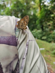 Symbrenthia hypselis