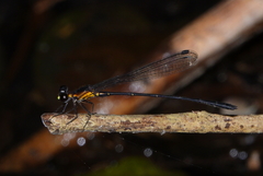 Lestoidea brevicauda