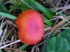 Hygrocybe insipida