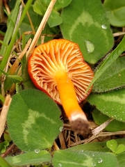 Hygrocybe insipida