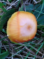 Hygrocybe insipida