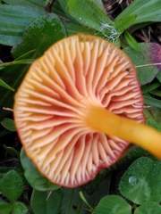 Hygrocybe insipida