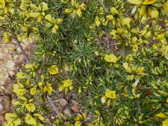 Pultenaea acerosa