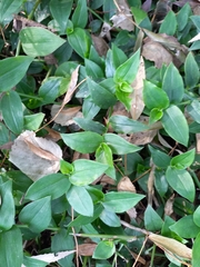 Tradescantia fluminensis