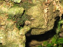 Stomacosmethis kapayanensis