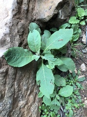 Laggera