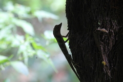 Aphaniotis acutirostris