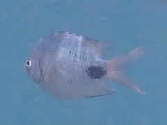 Abudefduf sparoides