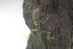 Aphaniotis acutirostris