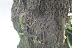 Aphaniotis acutirostris