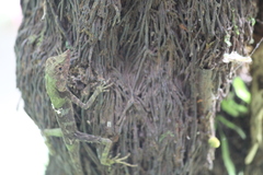 Aphaniotis acutirostris