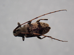 Leiopus femoratus