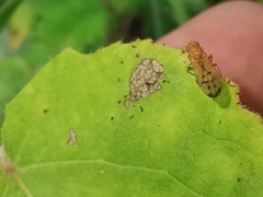 Opomyza florum