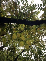Celtis sinensis