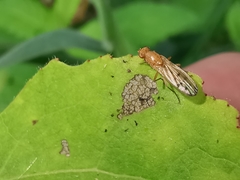 Opomyza florum