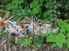 Ainsliaea acerifolia subapoda
