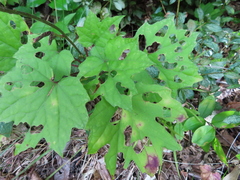 Ainsliaea acerifolia subapoda