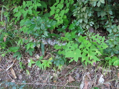 Ainsliaea acerifolia subapoda