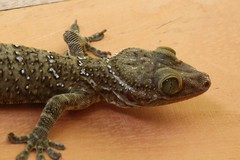 Gekko albomaculatus