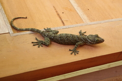 Gekko albomaculatus
