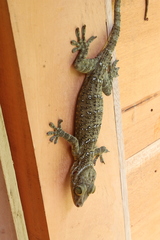 Gekko albomaculatus