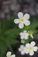 Ranunculus aconitifolius