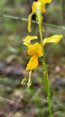 Diuris aurea