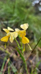 Diuris aurea
