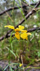 Diuris aurea
