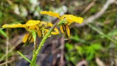 Diuris aurea