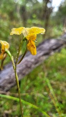 Diuris aurea