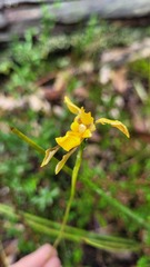 Diuris aurea